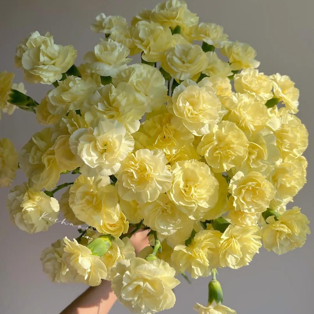 Premium Carnation Seeds Yellow flowers