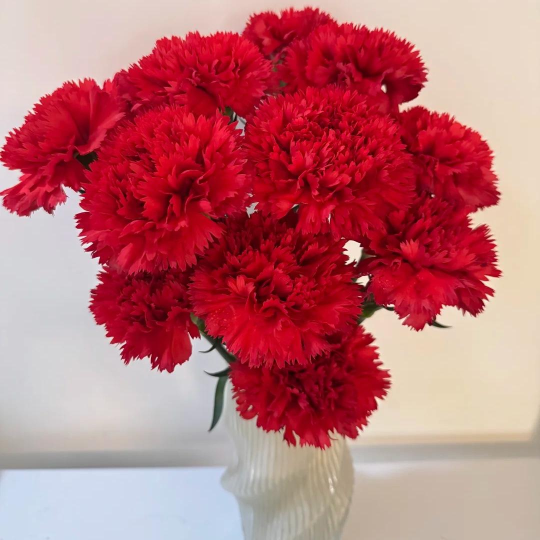 Premium Carnation Seeds Red flowers