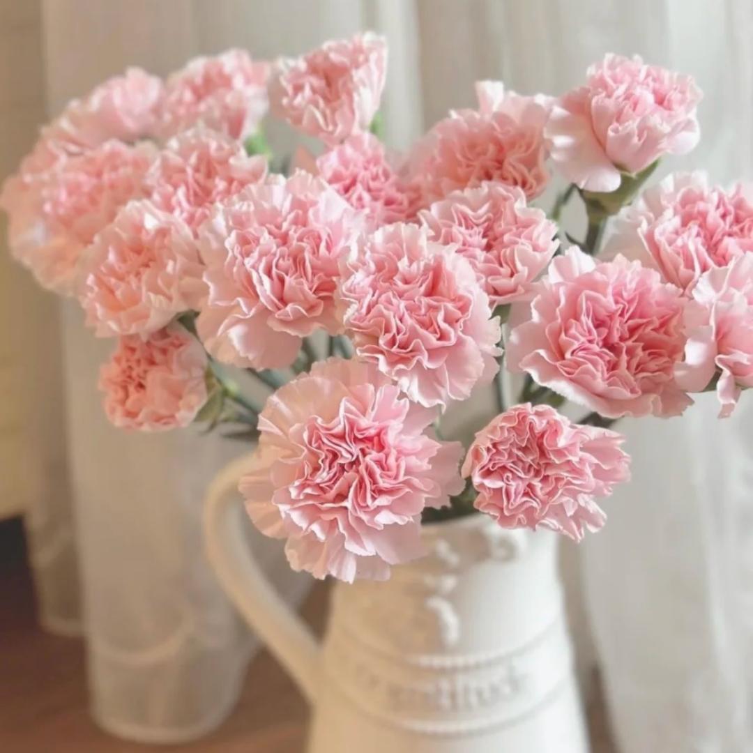 Premium Carnation Seeds Pink flowers