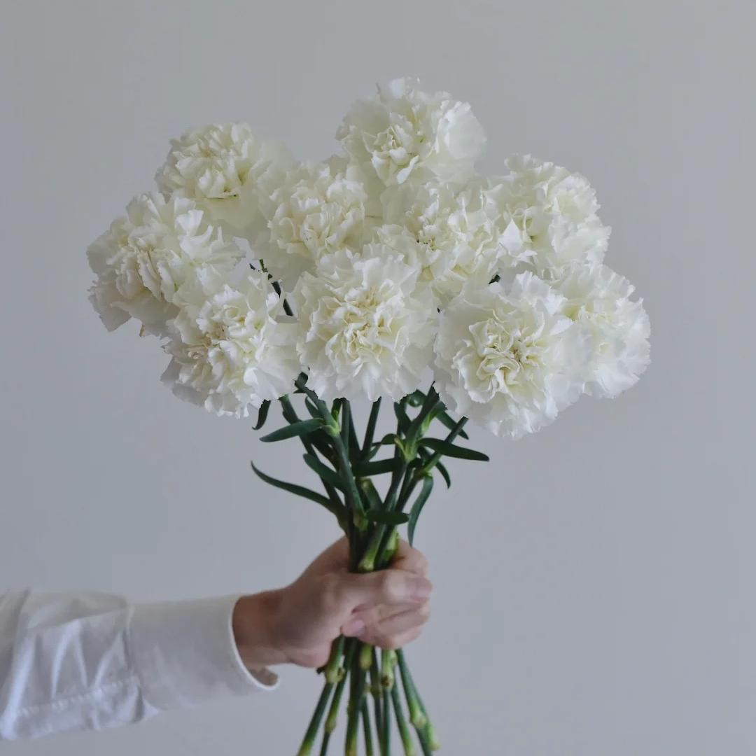 Premium Carnation Seeds White flowers