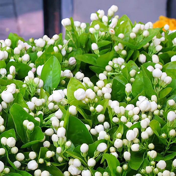 Double Jasmine flowers