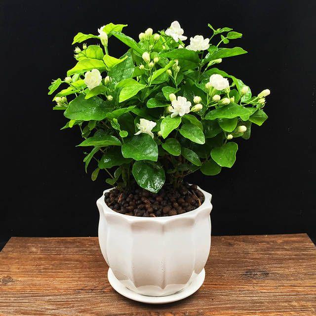Double Jasmine flowers