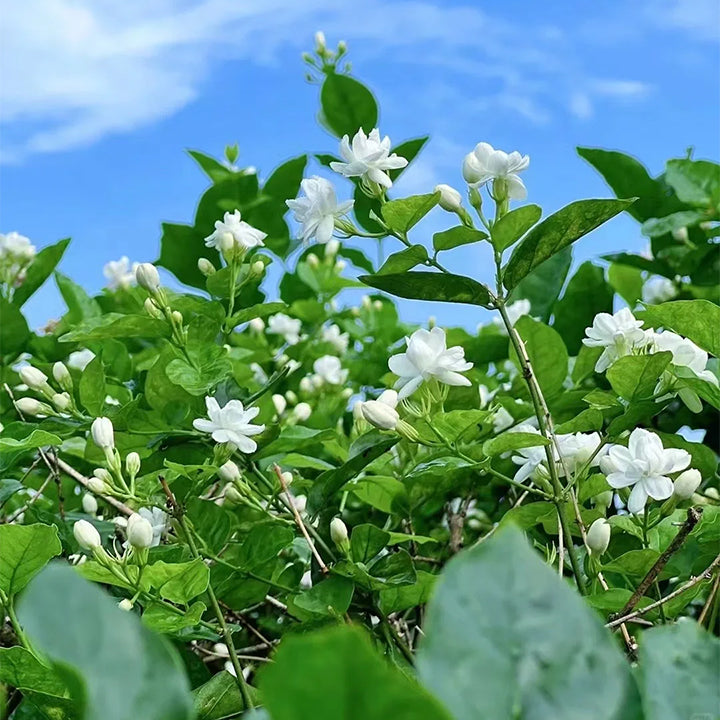 Double Jasmine flowers