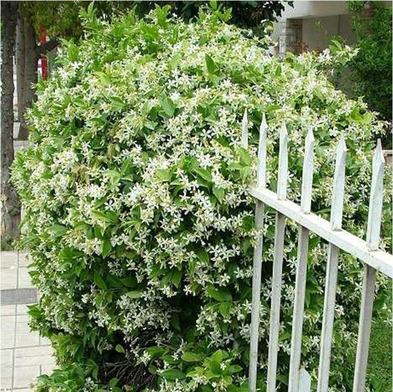 Double Jasmine flowers