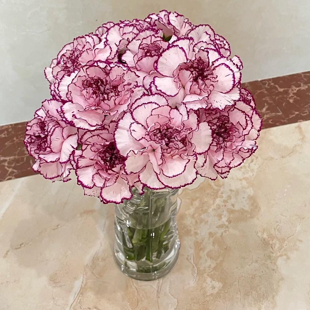 Premium Carnation Seeds Purple flowers
