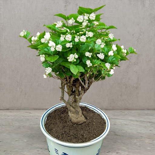Double Jasmine flowers
