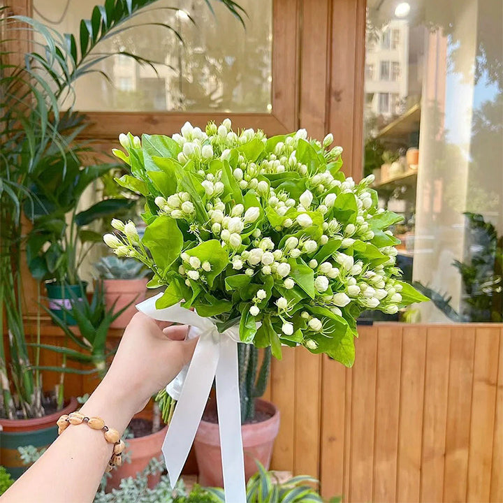 Double Jasmine flowers