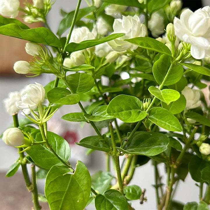 Double Jasmine flowers