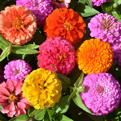 Double Zinnia Mixed Colour Seeds flowers