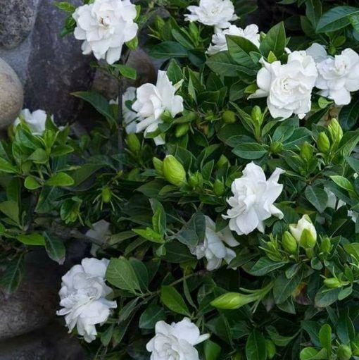 Double Jasmine flowers